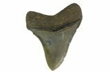 3.17" Fossil Megalodon Tooth - South Carolina - #130790-1